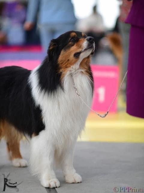 CH. Victorious king simba de La Ferme Daudergnies